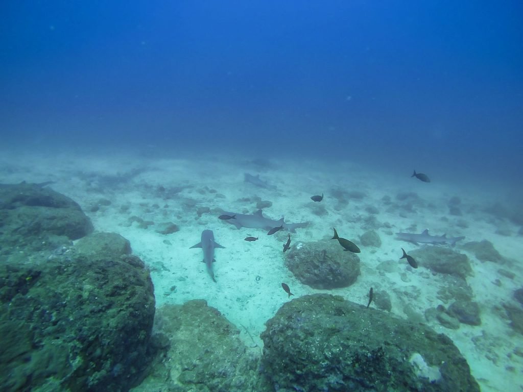 Diving with sharks in Coiba