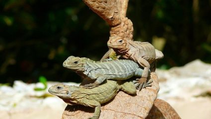 Lizards Enjoy the Dominican Sun