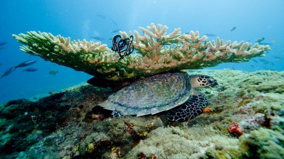 Seeschildkröte sucht Schutz