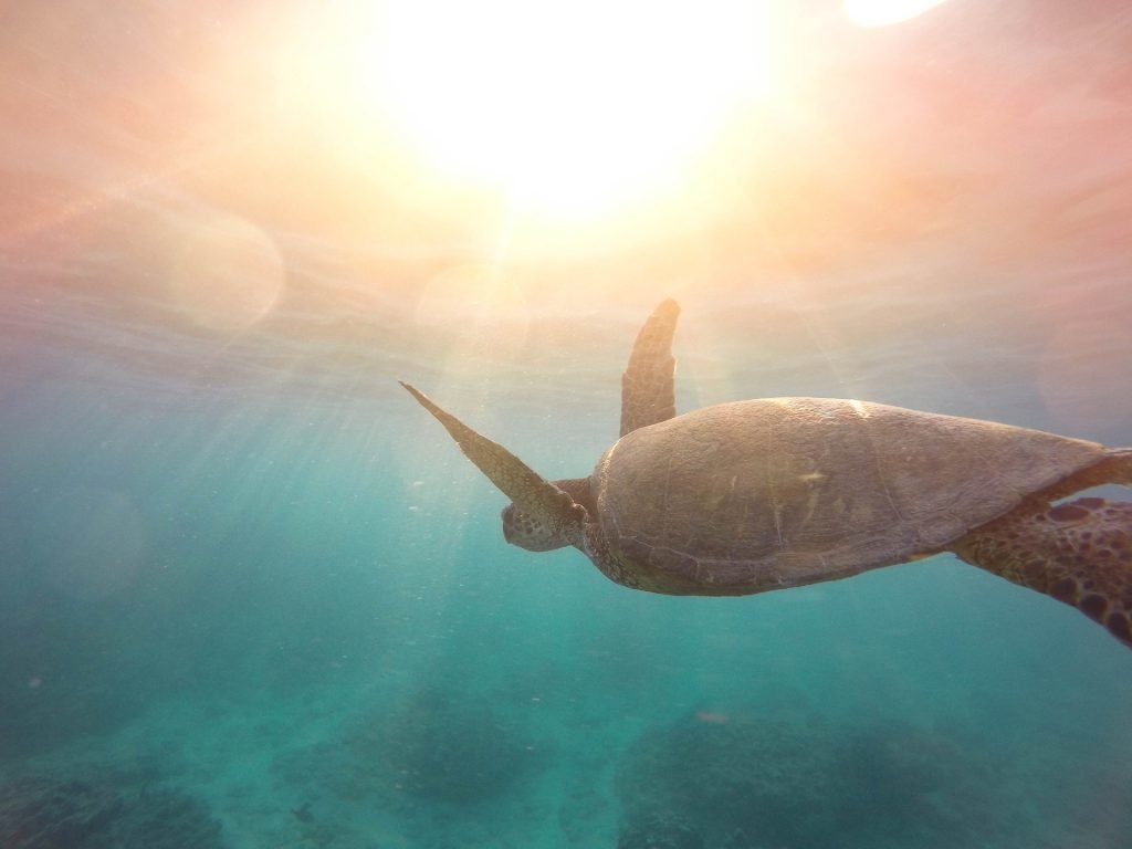 Turtle floats through the ocean