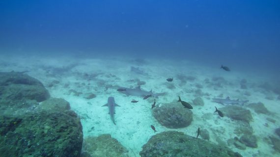 Mit Haien tauchen in Coiba Mit Haien tauchen in Coiba