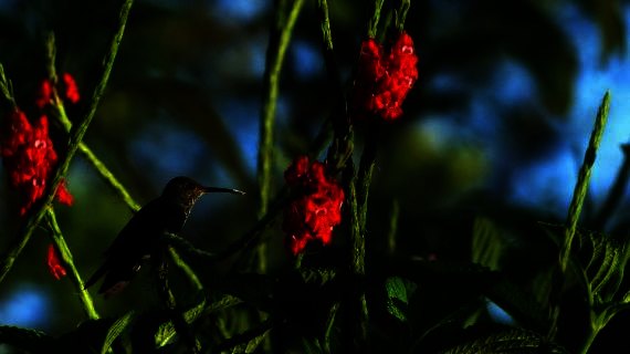 Kolibri in Costa Rica Kolibri in Costa Rica