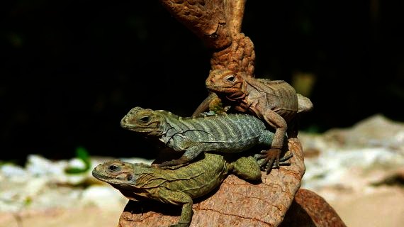 Echsen genießen die dominikanische Sonne Echsen genießen die dominikanische Sonne