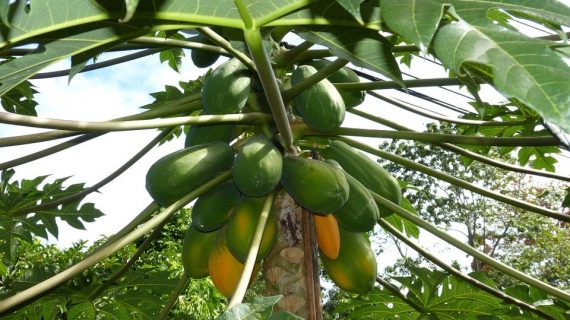 Tropische Papayas