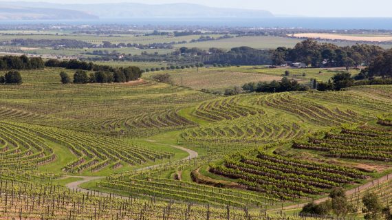 Weingebiet in Australien