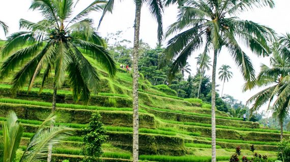 Grüne Plantagen Grüne Plantagen