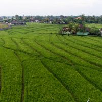 Reisfelder vor dem Surfhaus Reisfelder vor dem Surfhaus