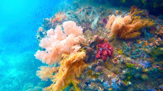 Tauchen in Raja Ampat Tauchen in Raja Ampat