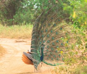 Tiere, Tiere, Tiere.. Tiere, Tiere, Tiere..