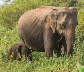 Elefanten beobachten im Udawalawe-Nationalpark Elefanten beobachten im Udawalawe-Nationalpark