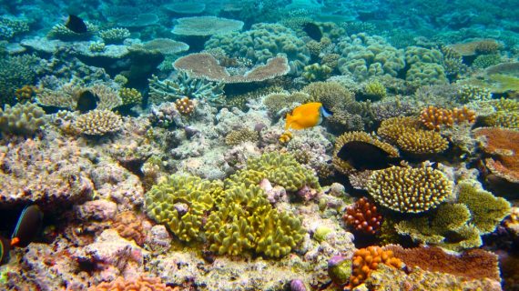 Buntes Great Barrier Reef