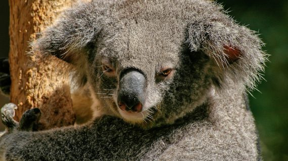 Koala Koala