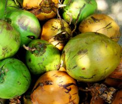 Coconuts Coconuts