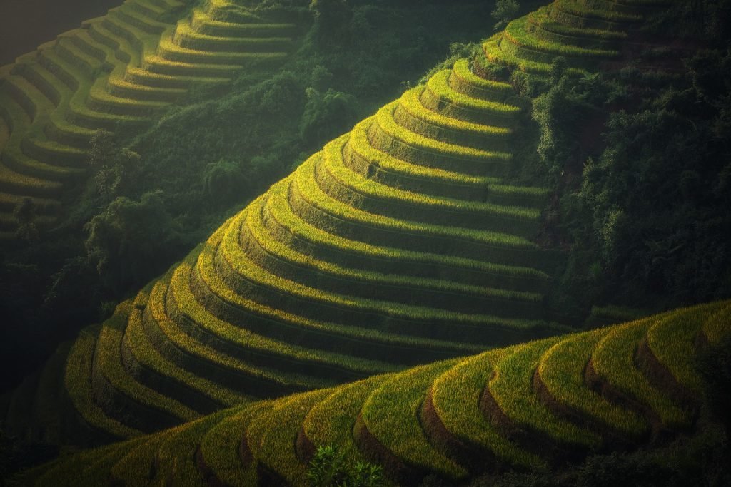Reisfelder in Ubud