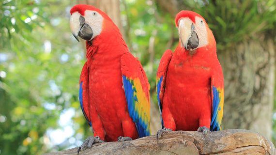 Bunte Papageien Bunte Papageien