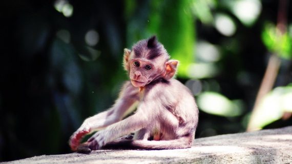 Babyäffchen Babyäffchen