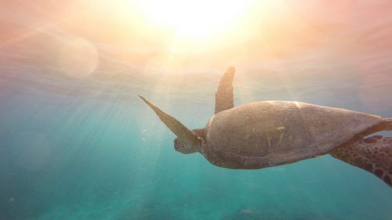 Schildkröte schwebt durchs Wasser