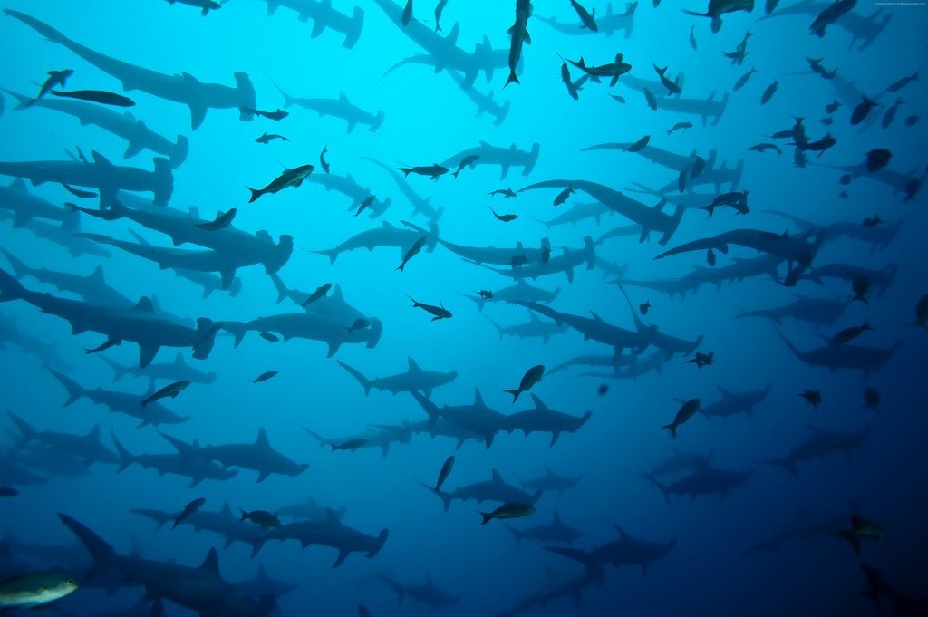 Diving in a Hammerhead Swarm on Cocos Island