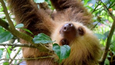 Sloth enjoys wet Conditions