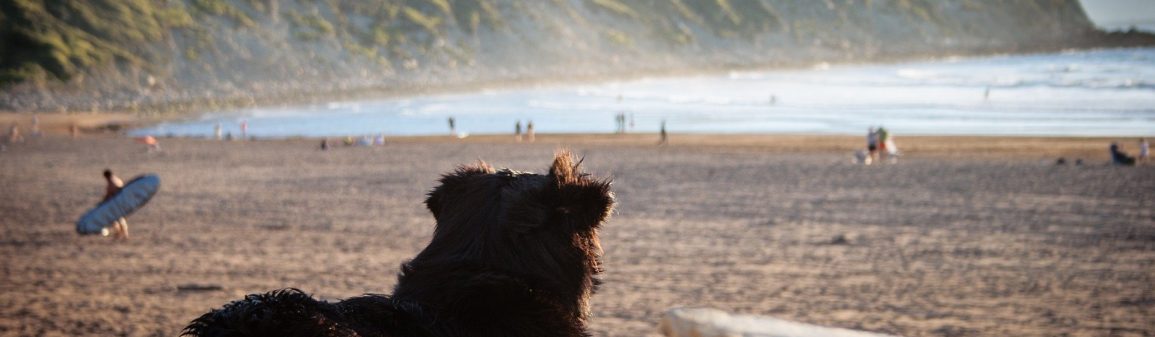 Surfhund in Spanien Surfhund in Spanien