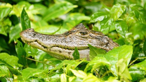 Kaiman im Tortuguero-Nationalpark